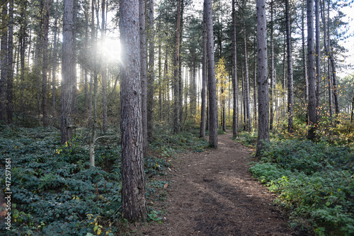 Sherwood Forest, UK - 17 Nov, 2021: Autumn leaves and colours in Sherwood Forest, Sherwood Pines, Nottinghamshire, UK