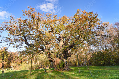 Sherwood Forest, UK - 20 Nov, 2021: Major Oak, an extremely large and historic oak tree in Sherwood Forest, Nottinghamshire, England photo