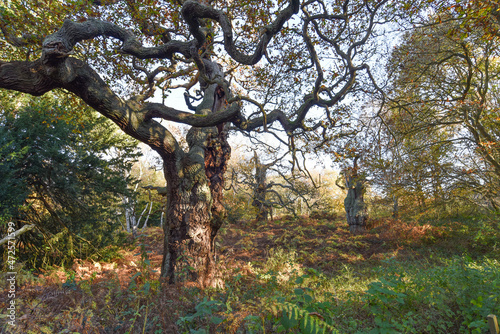 Sherwood Forest  UK - 20 Nov  2021  Major Oak  an extremely large and historic oak tree in Sherwood Forest  Nottinghamshire  England