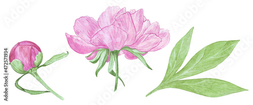 Fototapeta Naklejka Na Ścianę i Meble -  watercolor illustration set of pink lush peony flowers in different stages of flowering isolated on white background, for decor of invitations to weddings, holiday, birthday; postcard and scrapbook