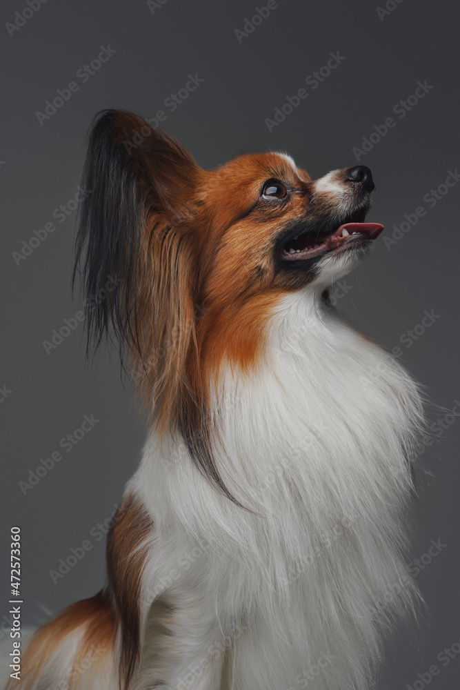 Studio shot of pretty papillon dog with long ears Studio shot of pretty papillon dog with long ears