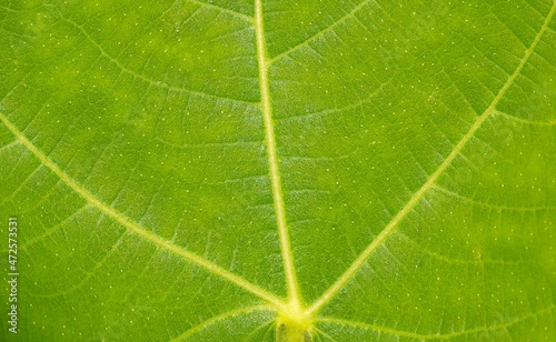 Green Figs leaves  Ficus carica   Tin fruits in shallow focus