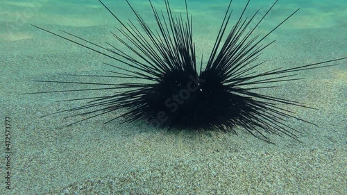 Black longspine urchin or Long-spined sea urchin (Diadema setosum) slowly crawls along the sandy bottom. Mediterranean. photo