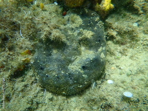 Black leather sponge (Sarcotragus spinosulus) undersea, Aegean Sea, Greece, Halkidiki
