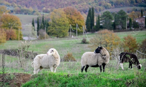 Fototapeta Naklejka Na Ścianę i Meble -  Sheep at a Farm in Umbria Italy on a Sunny Day