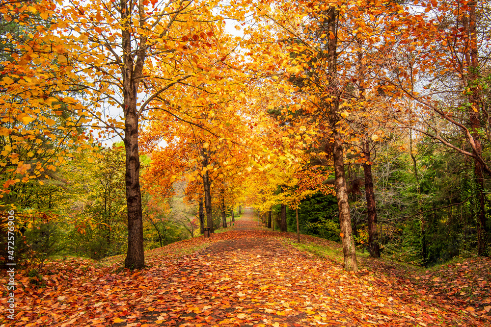 Ataturk Arboretum in Sariyer district of Istanbul Ataturk Arboretum in Sariyer district of Istanbul