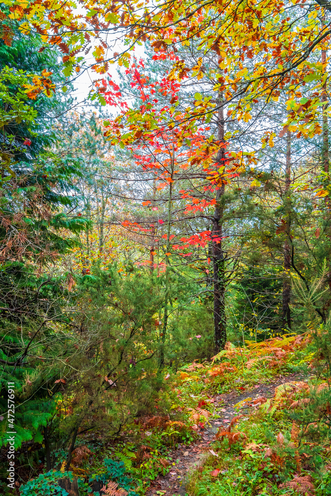 Fototapeta premium Ataturk Arboretum in Sariyer district of Istanbul