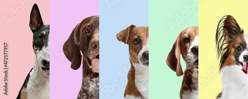 Creative collage made of half part of portraits of dogs different breeds on multicolored studio background. Concept of beauty, ad, vet, pets love, animal life.