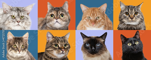 Creative collage made of close-up portraits of cats different breeds on multicolored studio background. Concept of beauty, ad, vet, pets love, animal life.