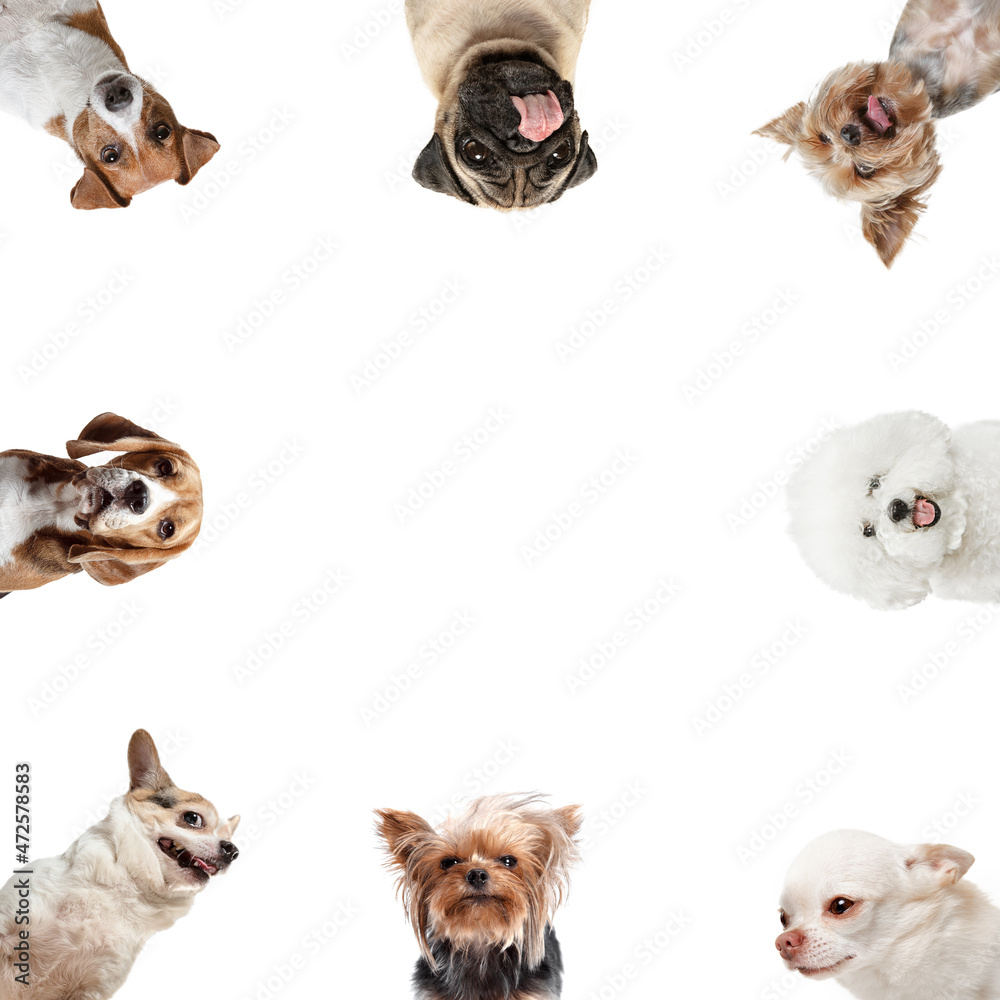Collage made of funny dogs different breeds looking at camera isolated on white studio background. Frontal camera view
