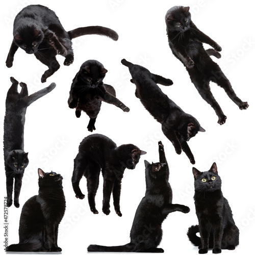 Set made of portraits of black cat jumping, flying, having fun isolated on white studio background.