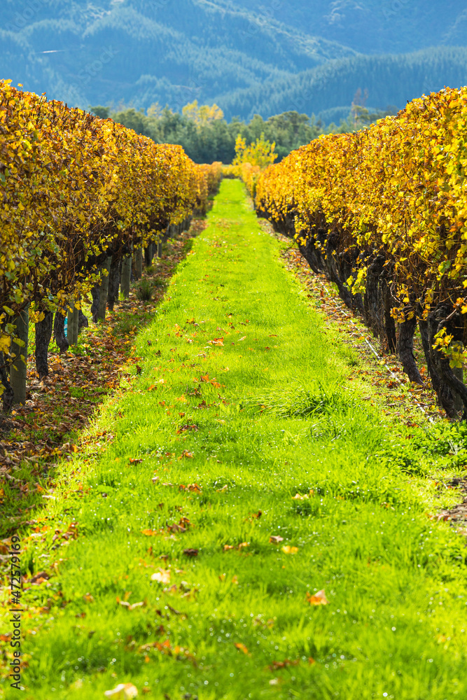 Obraz premium ニュージーランド マールボロ地方のブレナムにあるワイナリー