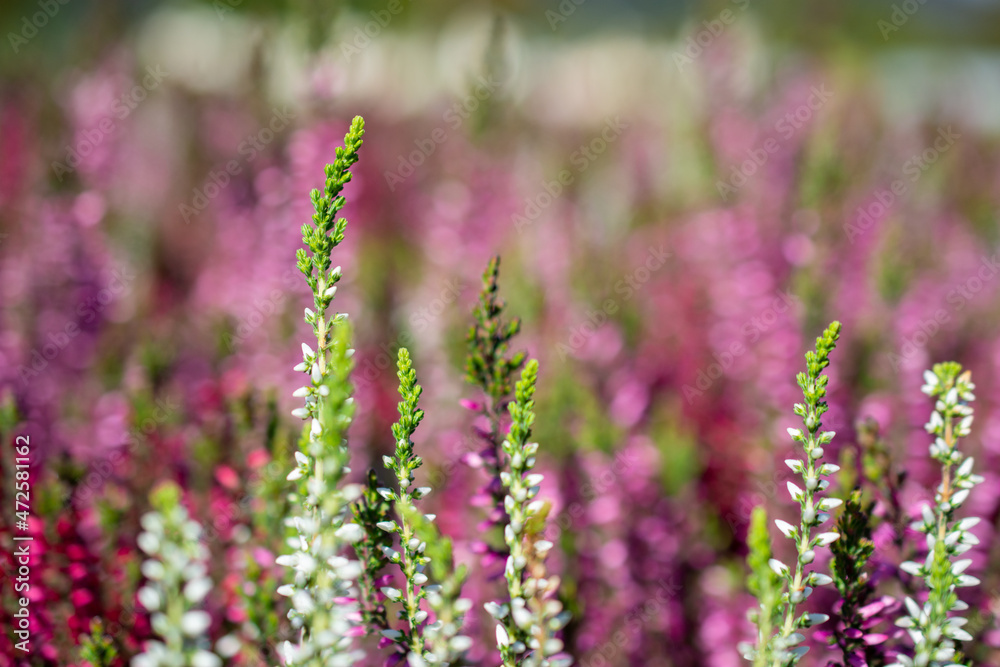 Obraz premium Calluna