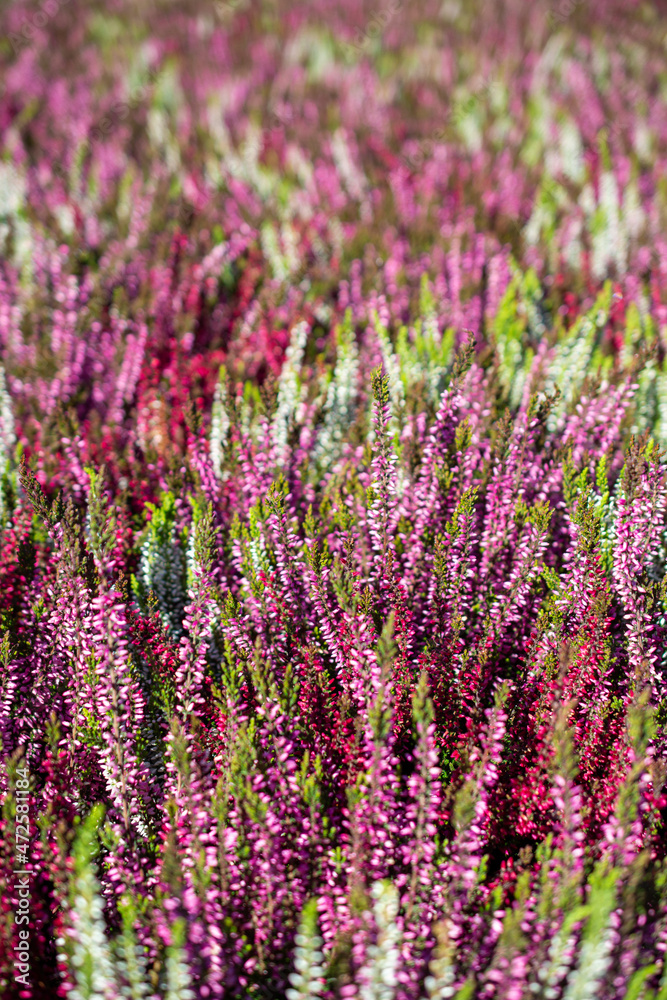 Fototapeta premium Calluna