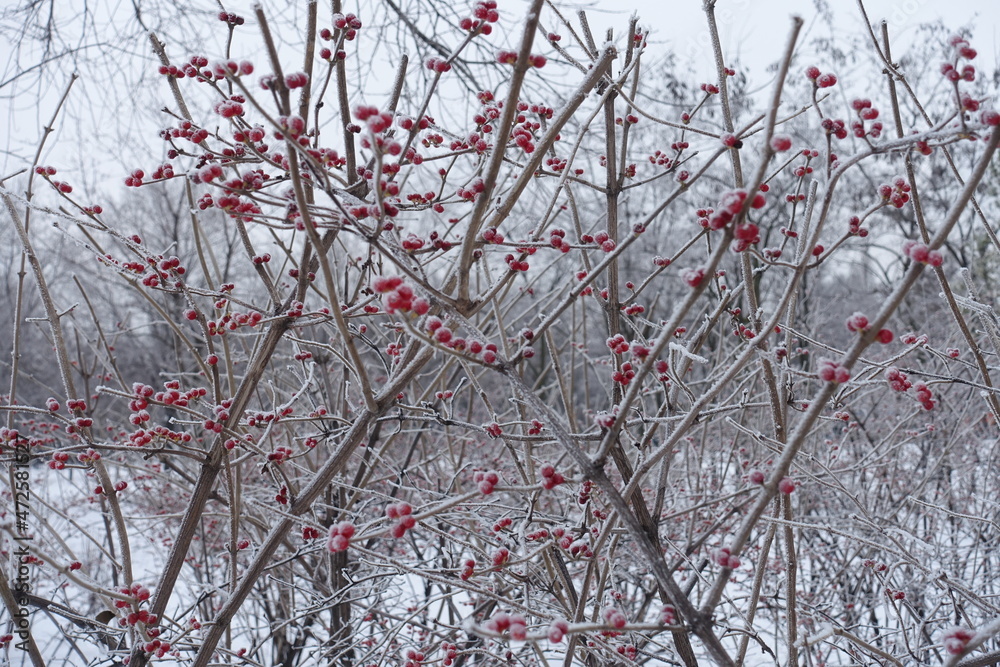 Leafless branches and red berries of Amur honeysuckle covered with hoar frost in mid January Leafless branches and red berries of Amur honeysuckle covered with hoar frost in mid January