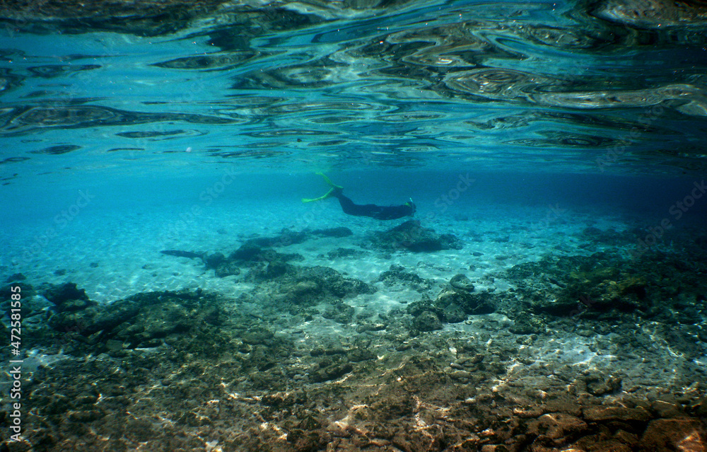 Fototapeta premium underwater scene , caribbean sea , scuba