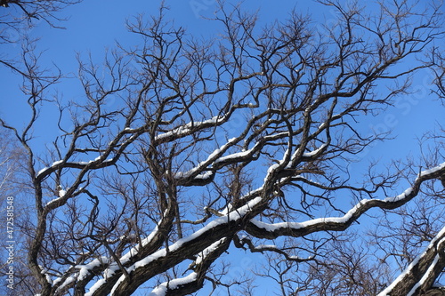 Clear blue sky and branches of robinia covered with snow in February photo