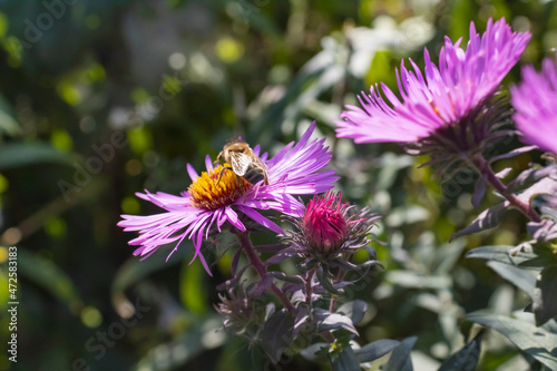 image of flowers and bees in the garden close-up