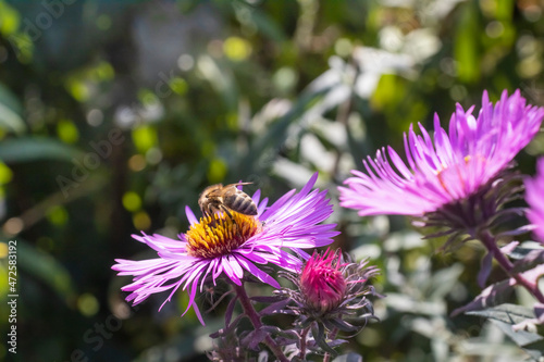 image of flowers and bees in the garden close-up