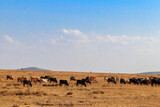 Herd of zebu cattles on a pasture in Tanzania