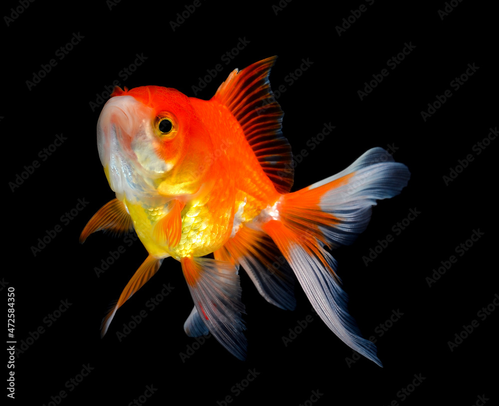 goldfish isolated on black background. goldfish isolated on black background.