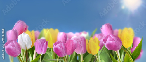 colorful tulips blooming under sunny blue sky in panoramic view