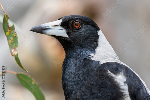 Australian Magpie  Gymnorhina tibicen 