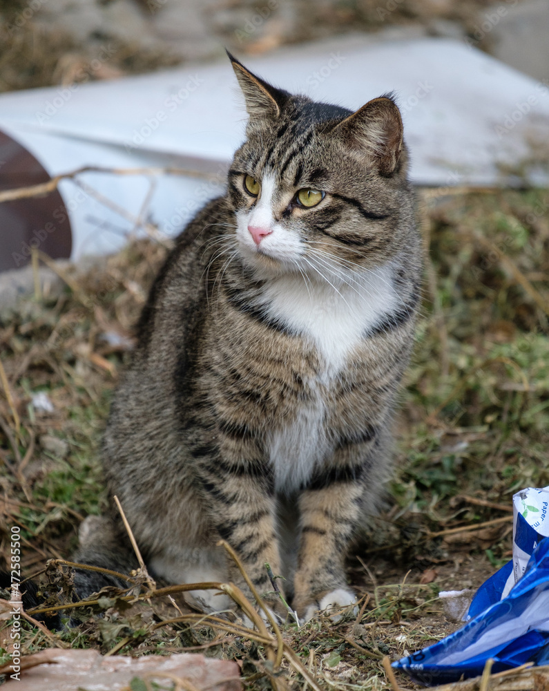 cat on the grass