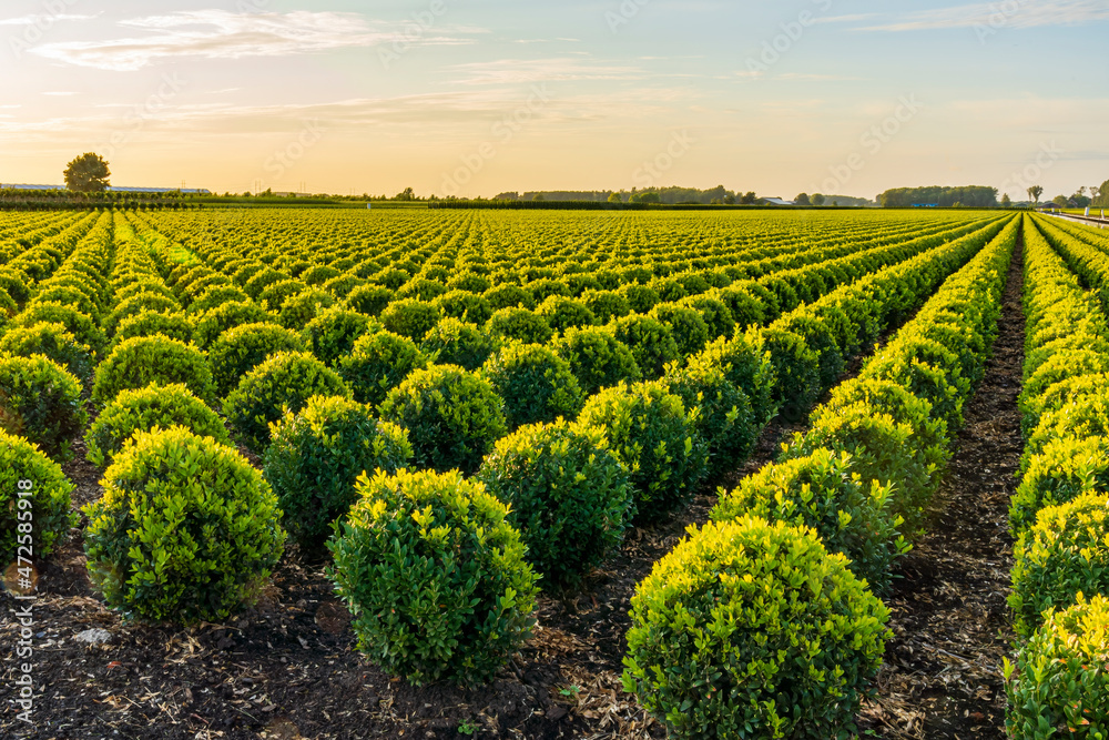 Rows of spherical boxwood plants just after sunset at a nursery in Hazerswoude-dorp, The Netherlands
