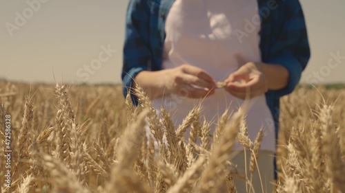 grain of wheat in hand of farmer in wheat field  agriculture  harvest time  flour and pastry business  growing seed for making bread  ripe rye on agricultural plantations  farm planted with grown