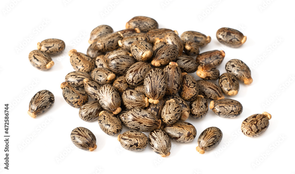 Castor beans isolated on white background Castor beans isolated on white background