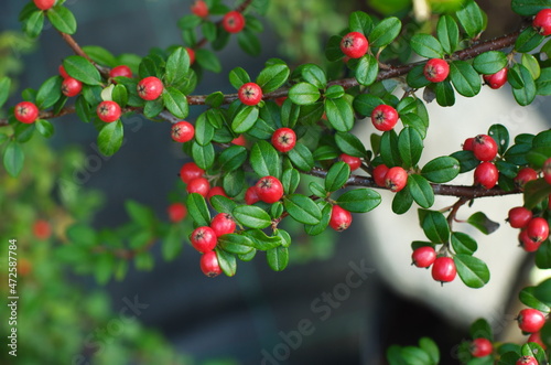 Cotoneaster Coral Beauty. Rounded evergreen shrub with small, glossy dark green leaves and small white flowers followed by orange-red berries