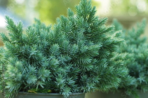 Juniperus squamata Blue Star. Flaky Juniper