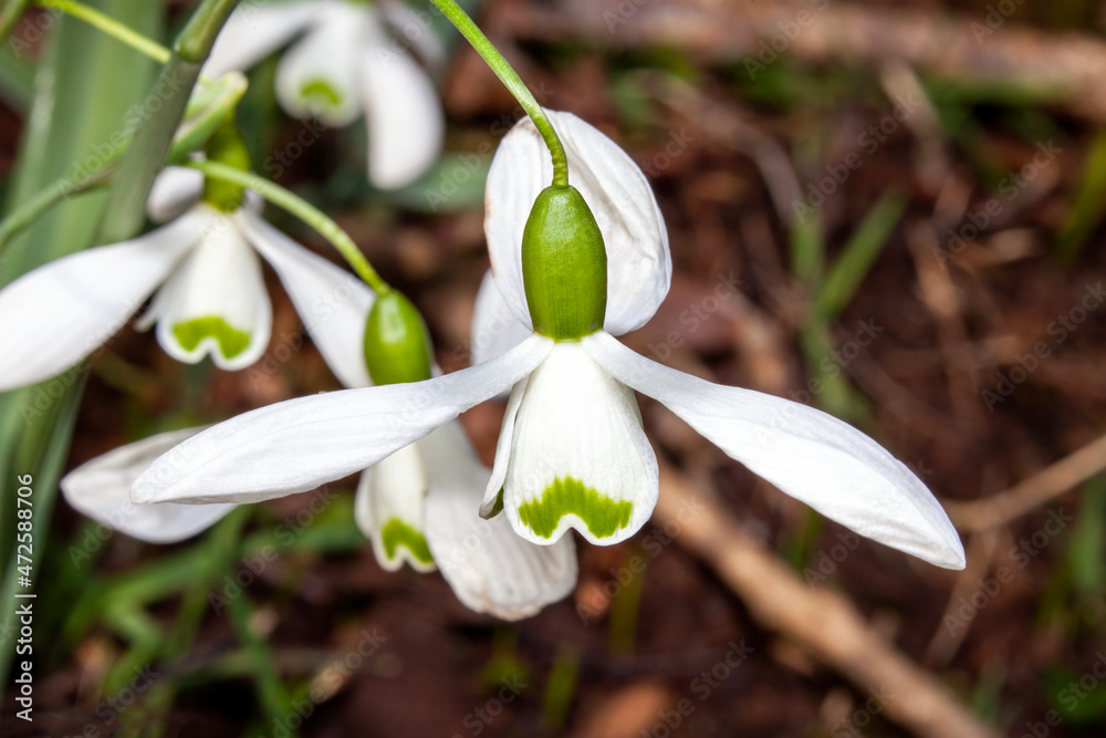 Snowdrop (Galanthus) 'Galatea' a winter spring flowering plant with a white green springtime flower which opens in January and February stock photo image Snowdrop (Galanthus) 'Galatea' a winter spring flowering plant with a white green springtime flower which opens in January and February stock photo image