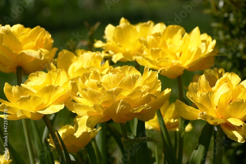 Fototapeta Naklejka Na Ścianę i Meble -  Sunny spring day. A large number of yellow terry tulips create very bright color spot.