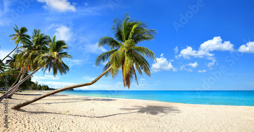 Fototapeta Naklejka Na Ścianę i Meble -  Tropical sandy beach with leaning coconut palm tree and blue sky background.