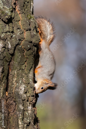 Sciurus. Rodent. The squirrel sits on a tree and eats. Beautiful red squirrel in the park.
