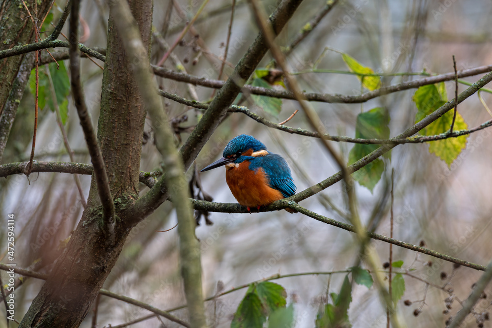 A common Eurasian kingfisher, Alcedo atthis perched by a pond. A common Eurasian kingfisher, Alcedo atthis perched by a pond.