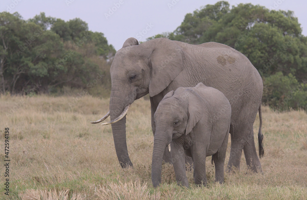 young african elephant standing with mother and grazing peacefully in the wild plains of the masai mara, kenya