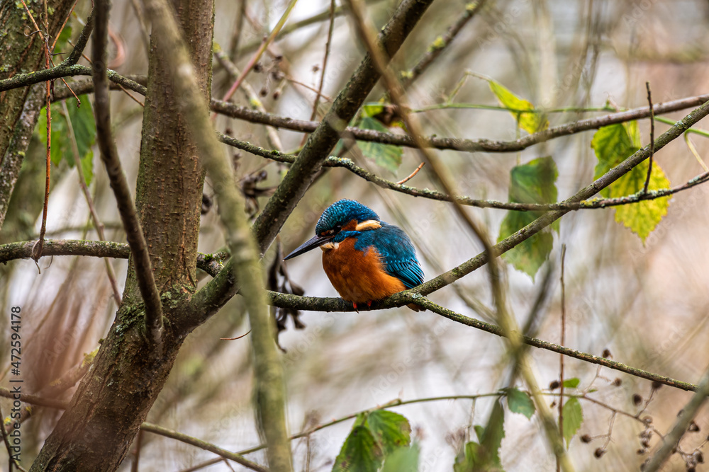 A common Eurasian kingfisher, Alcedo atthis perched by a pond. A common Eurasian kingfisher, Alcedo atthis perched by a pond.