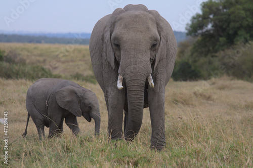 mother and baby african elephant eating grass in the wild savannah of the masai mara, kenya
