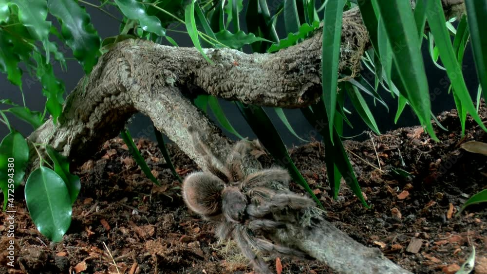Front close up view of walking Tarantula Front close up view of walking Tarantula