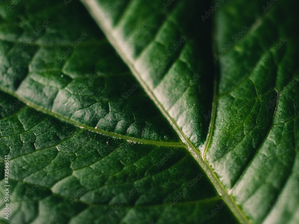 Close up photo of a leaf Close up photo of a leaf