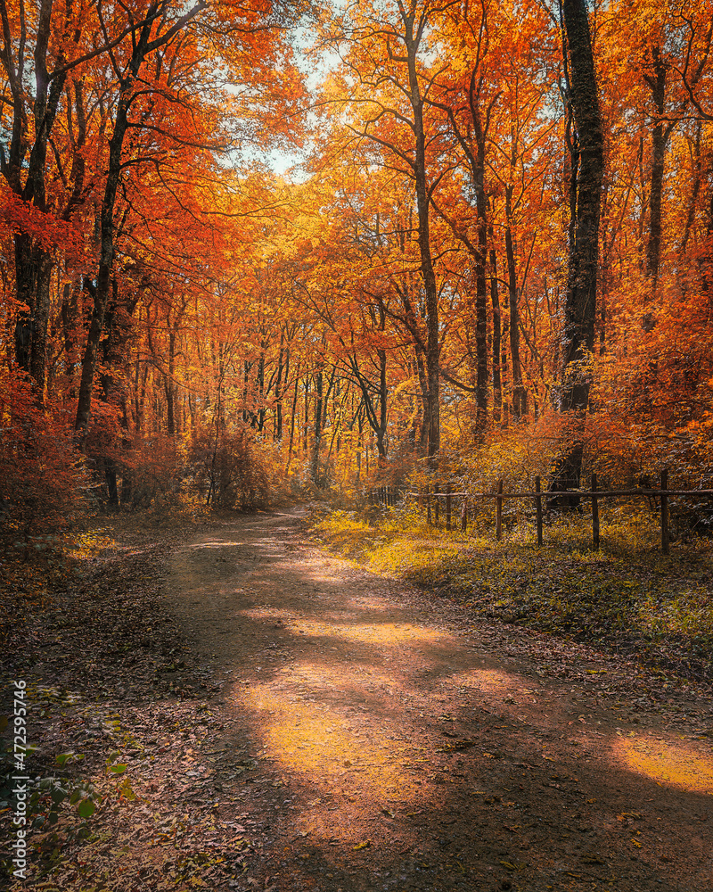 Obraz premium pathway in the autumn park