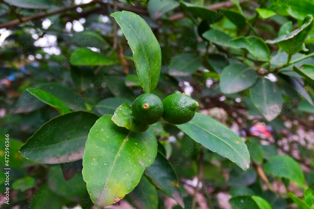 Green lemon tree in the garden with daylight. Green lemon tree in the garden with daylight.