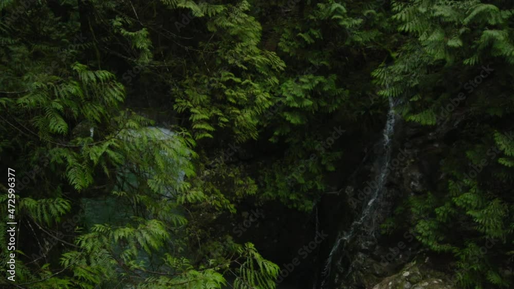Dark thick forest with a small waterfall Dark thick forest with a small waterfall