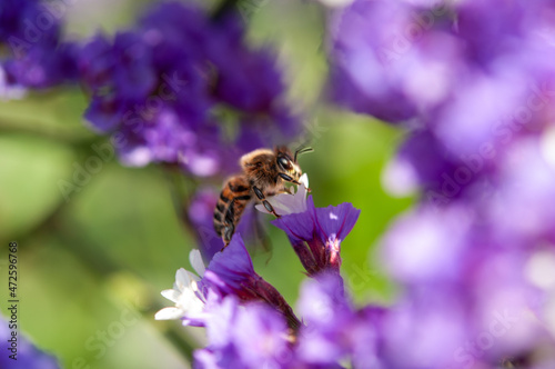 bee on a violet flower © Marco Dalmoro