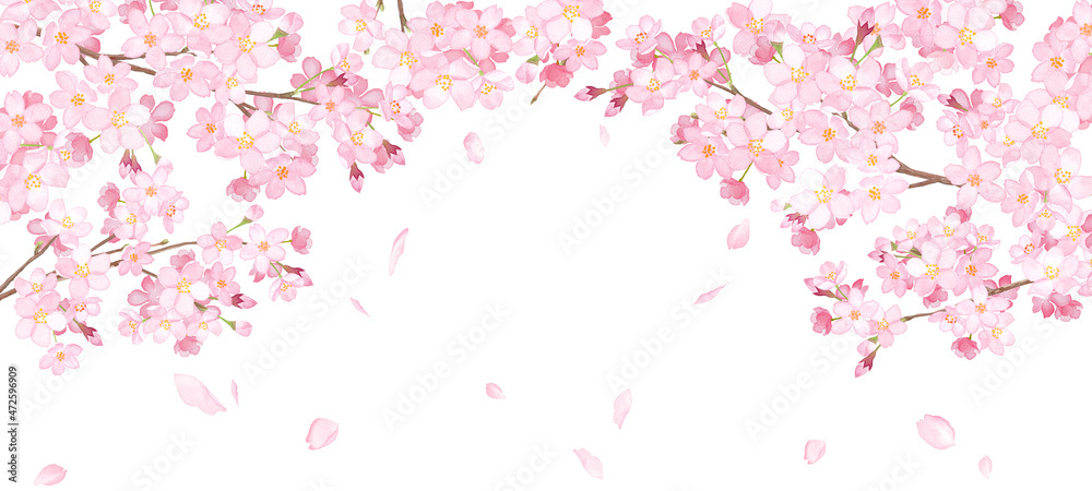 桜と散る花びらのアーチ型フレーム。水彩イラスト。ワイドサイズの背景。
