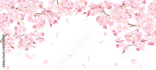 桜と散る花びらのアーチ型フレーム。水彩イラスト。ワイドサイズの背景。 