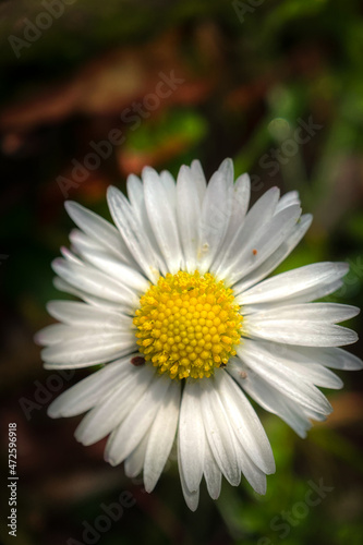 white daisy flower